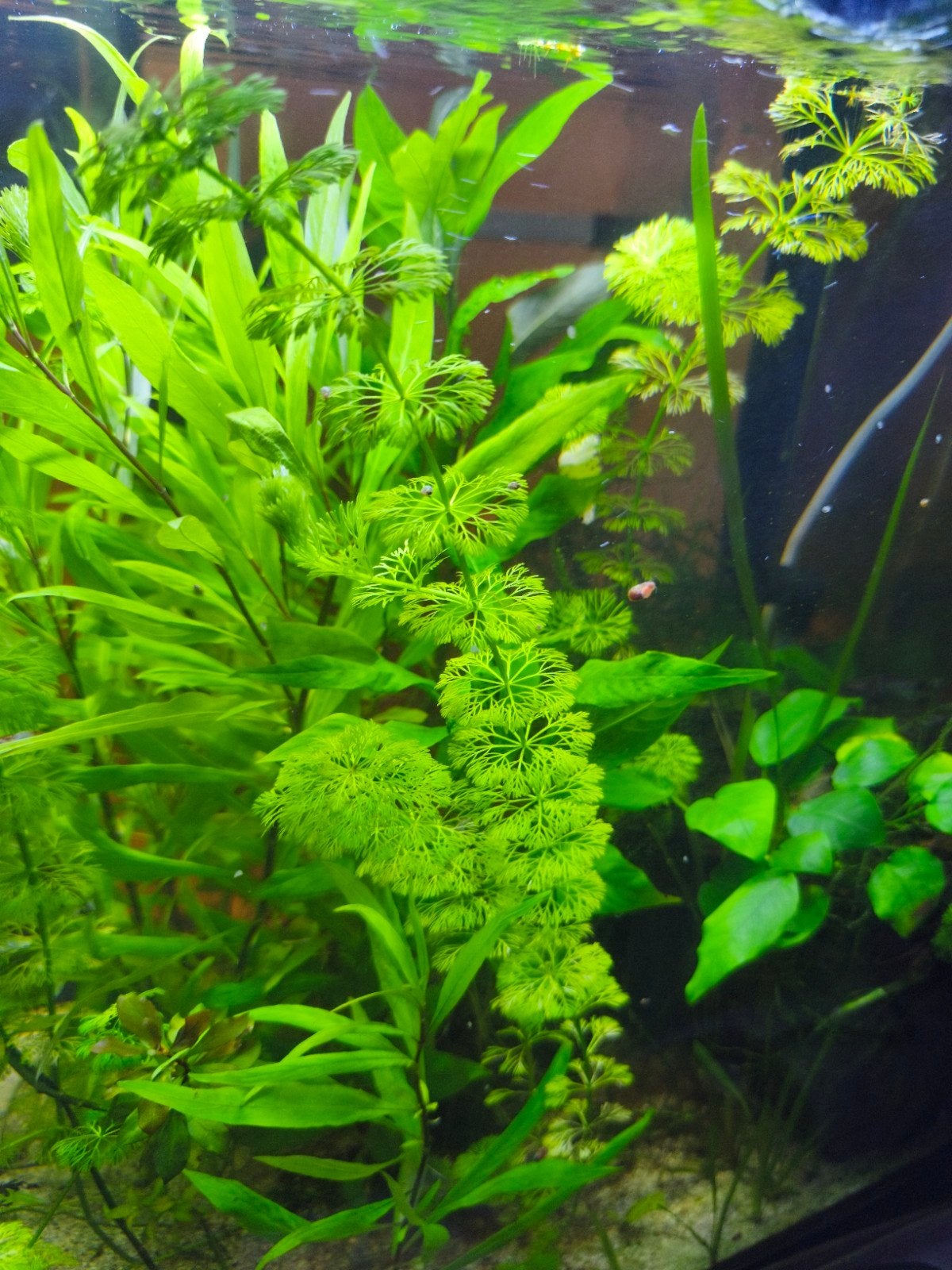 Plante d'aquarium, poissons, crevettes et escargots, Animaux & Accessoires, Enlèvement, Plantes incluses, Neuf, Plante(s), Pierre ou Bois