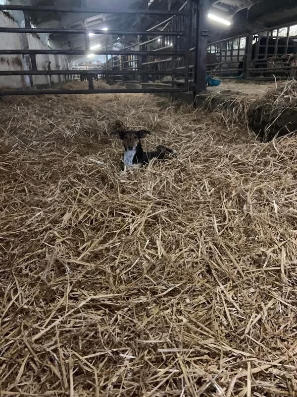 Zelfstandige in stalonderhoud, Dieren en Toebehoren