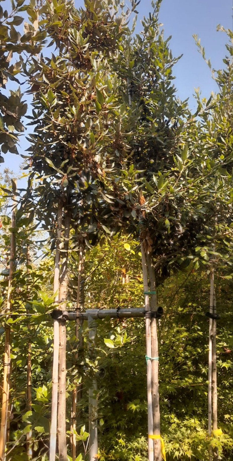 ‼️steeneiken aan promoprijzen ‼️, Tuin en Terras, Planten | Bomen, Ophalen