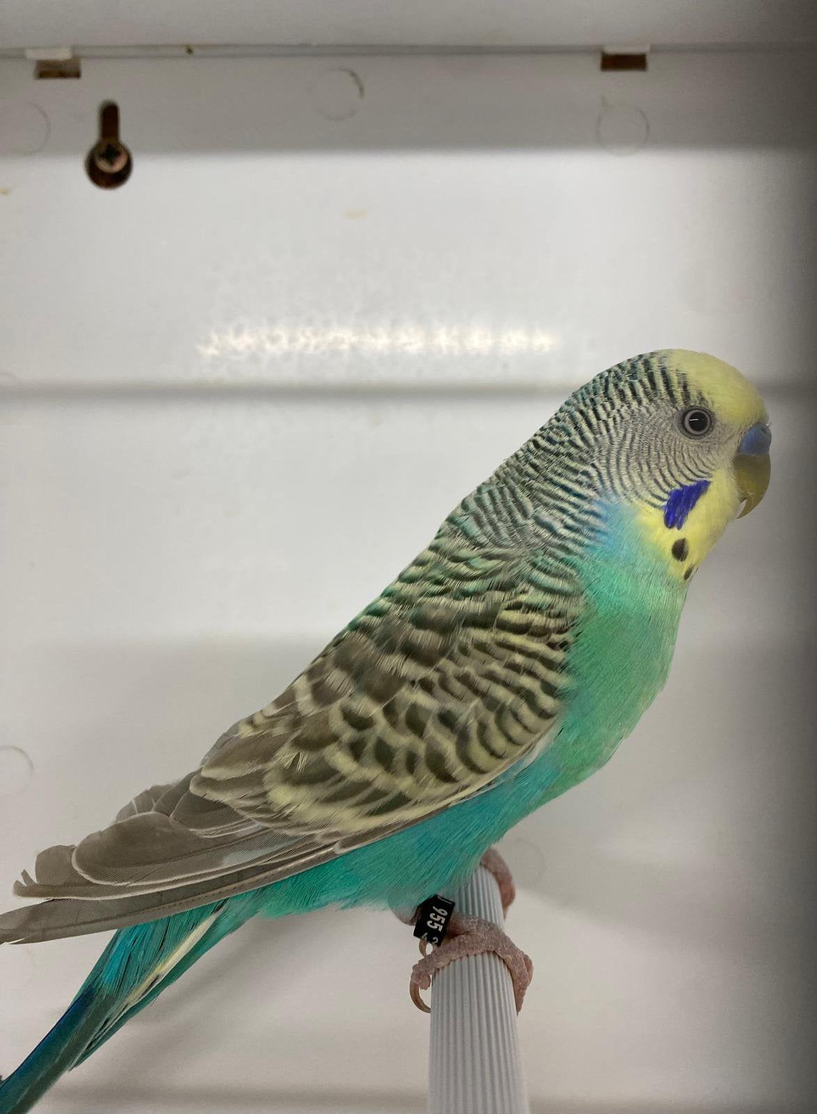 Grasparkiet turquoise, Animaux & Accessoires, Mâle, Perruche, Bagué