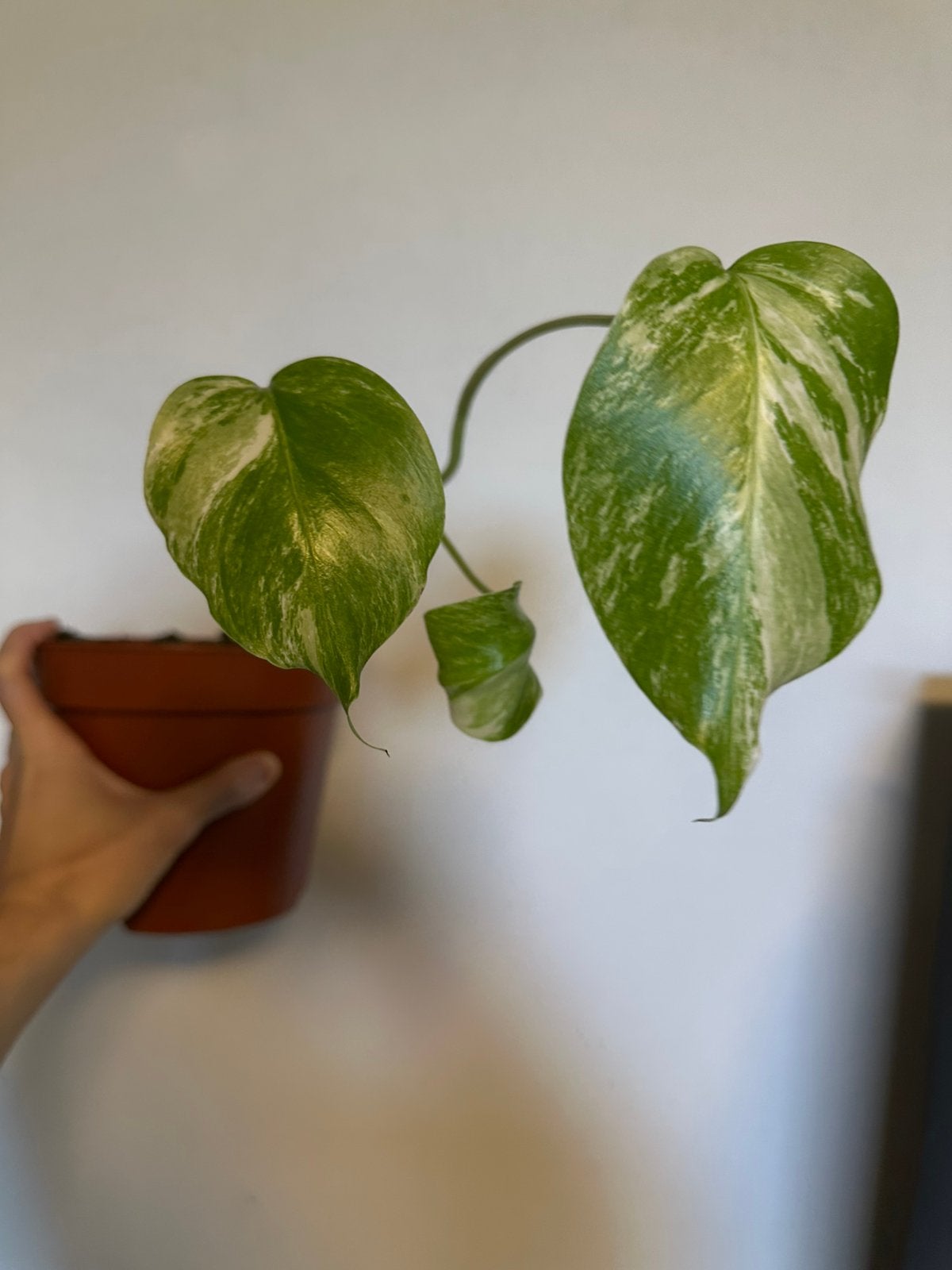 Monstera albo, Maison & Meubles, Plantes d'intérieur, Enlèvement