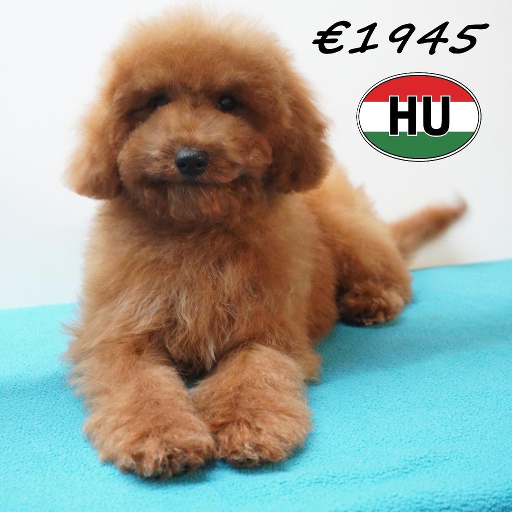 Poedel pups – kleine bolletjes geluk te koop, Dieren en Toebehoren, Honden | Chihuahua's en Gezelschapshonden, Poedel, 15 weken tot 1 jaar
