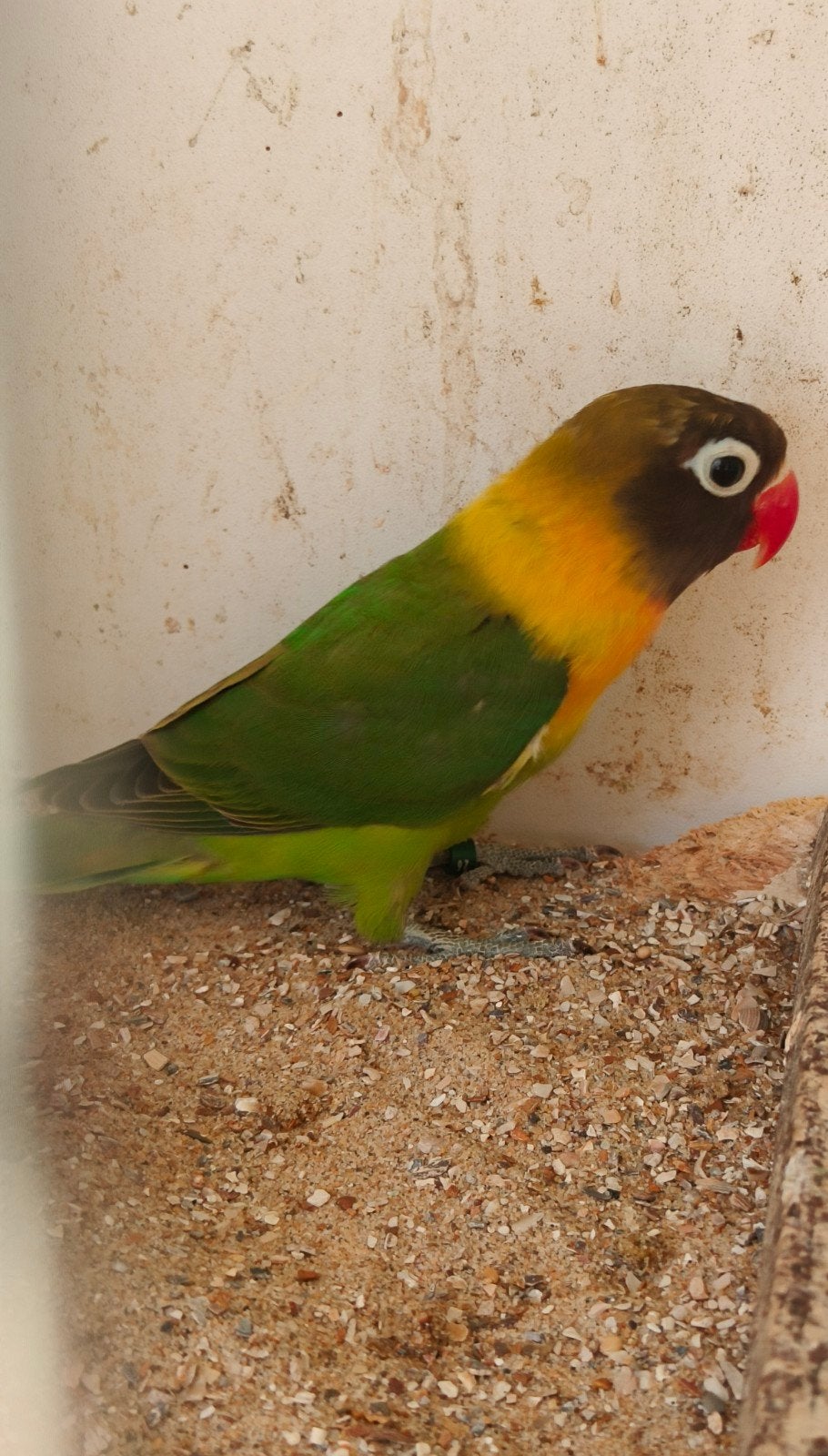 jonge personata, Animaux & Accessoires, Oiseaux | Perruches & Perroquets