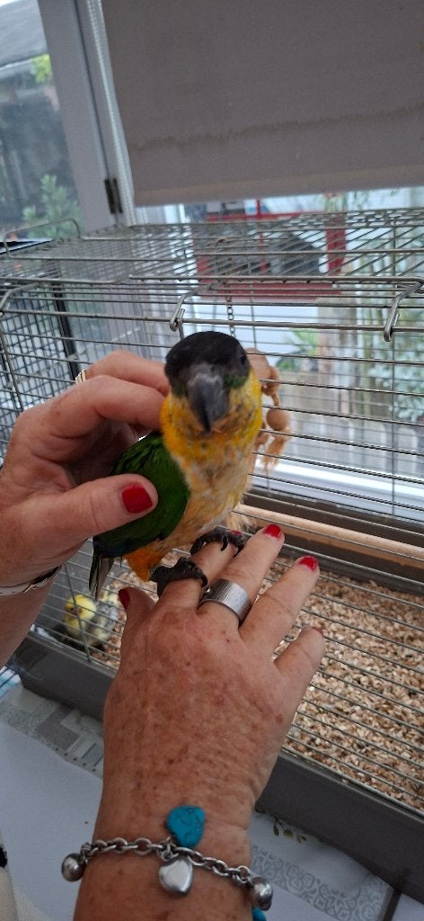 Zwartkop Caique  HandTam, Dieren en Toebehoren, Mannelijk, Dwergpapegaai of Agapornis, Tam