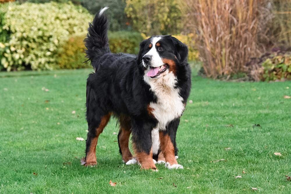 Berner Sennen dekreu - met stamboom, Dieren en Toebehoren, 6 jaar of ouder, België, Reu, CDV (hondenziekte)