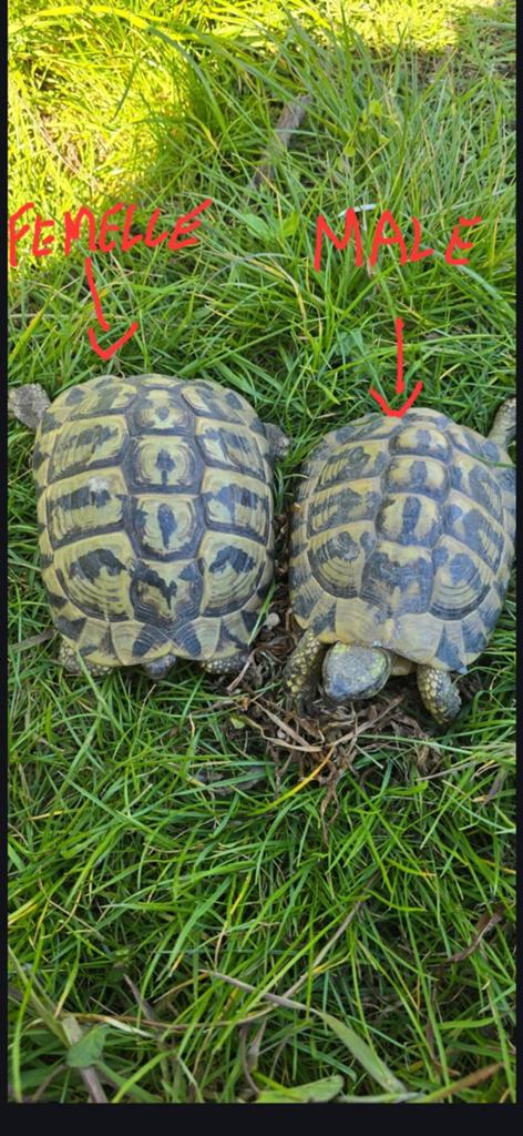Couple tortue herman herman, Animaux & Accessoires, Tortue