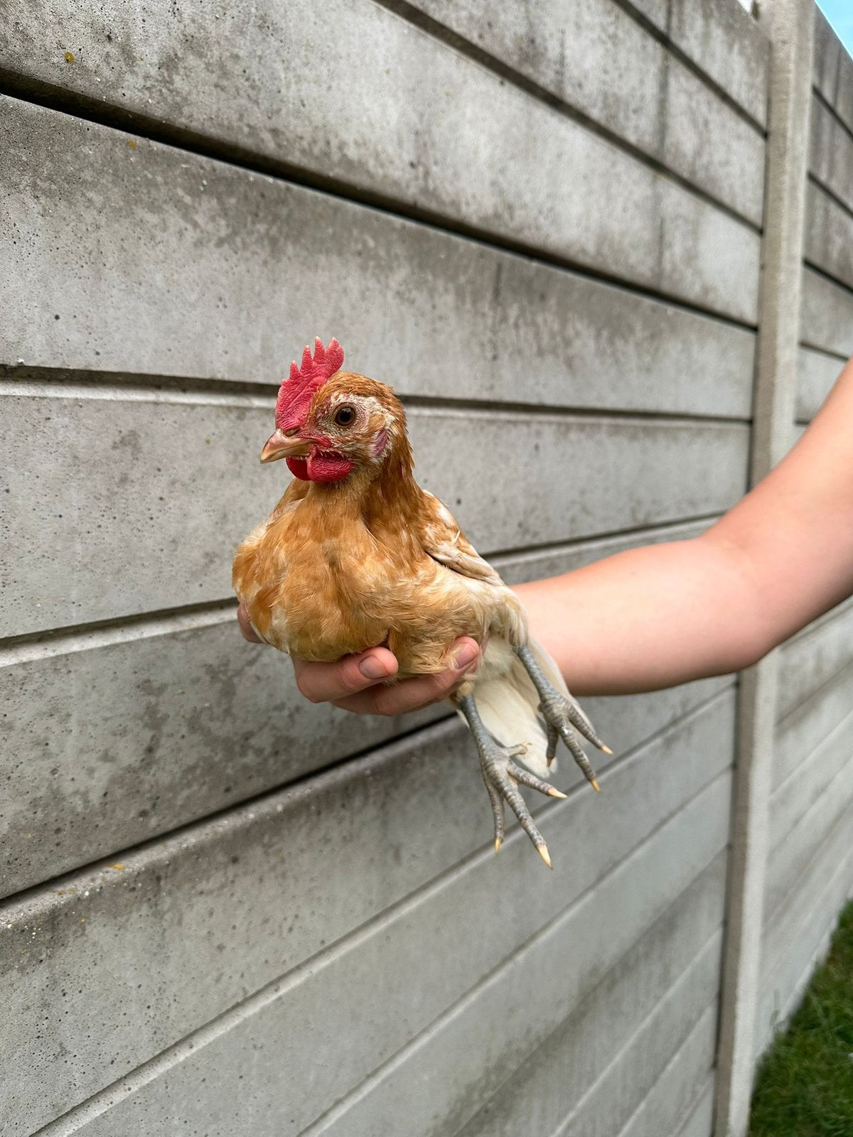 Friese hoen goudpel, Dieren en Toebehoren, Mannelijk, Kip