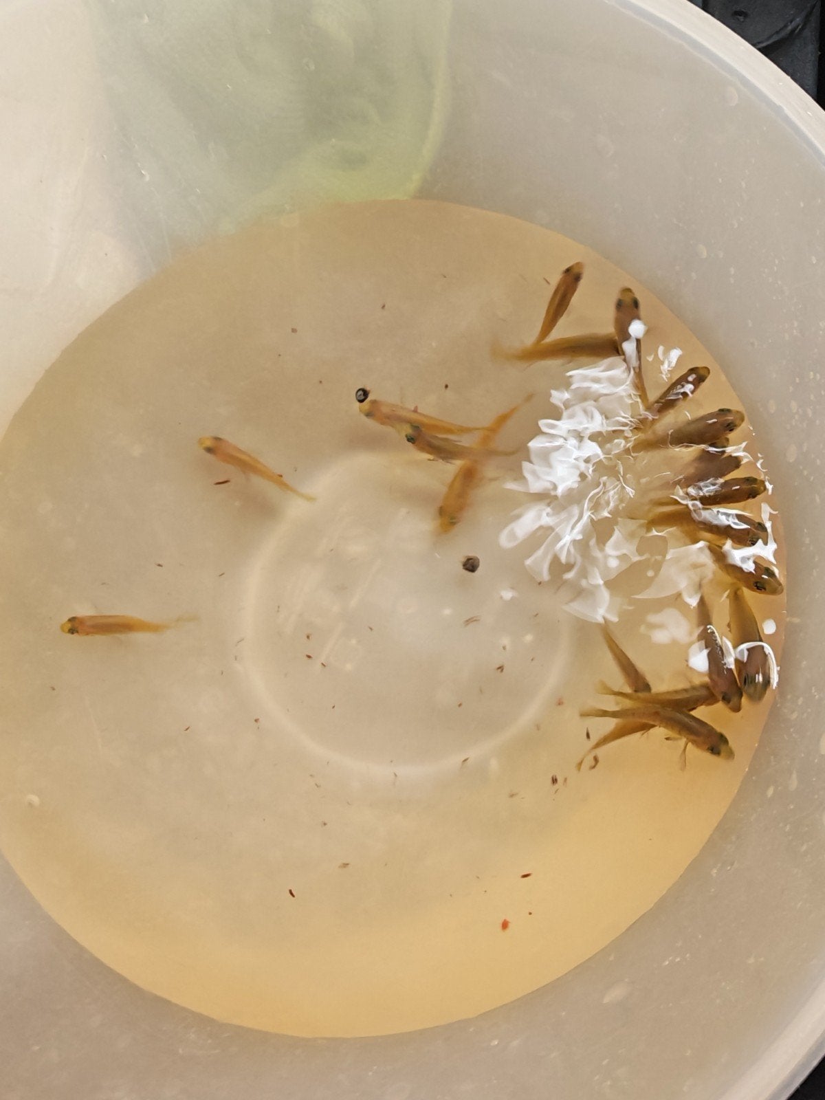 malawi cichliden mbuna, Vis, Zoetwatervis