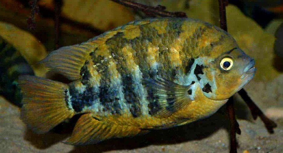 Archocentrus Centrarchus cichliden, Vis, Zoetwatervis