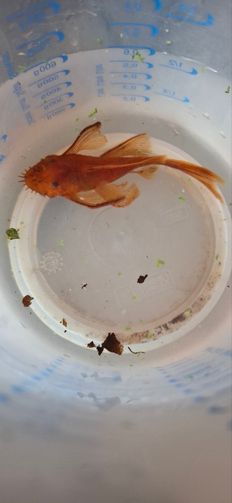 Super red longfin man (ancistrus / algeneter), Dieren en Toebehoren, Vissen | Aquariumvissen, Vis, Zoetwatervis, Schoolvis