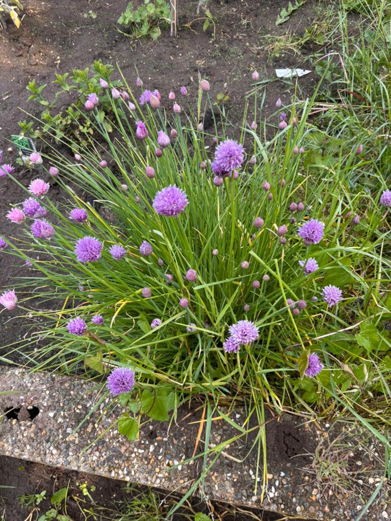 Eetbare Bieslook bloemen, Enlèvement