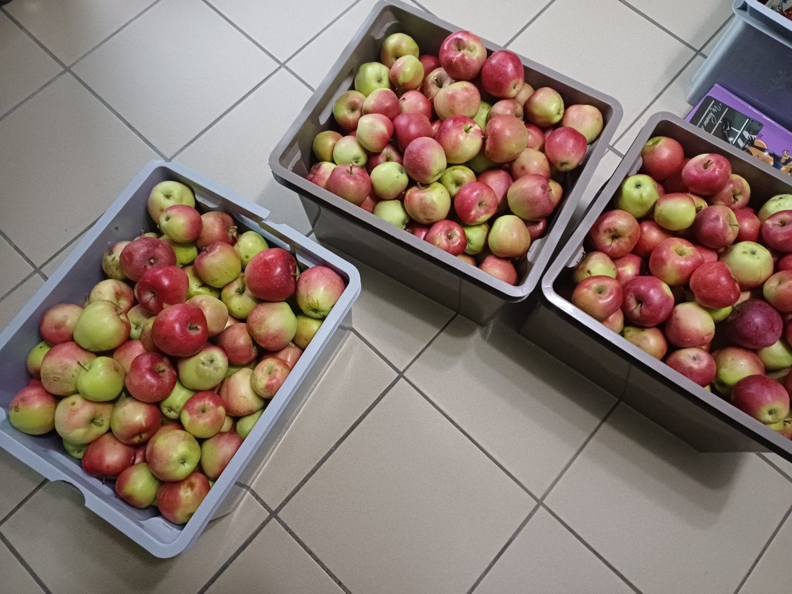 48 kilos de Pommes (1.5€ du kilos), Enlèvement