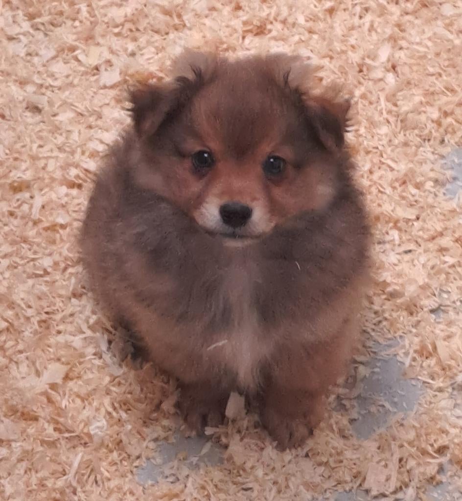 Dwergkeesjes, Parvo, België, Keeshond, 8 tot 15 weken