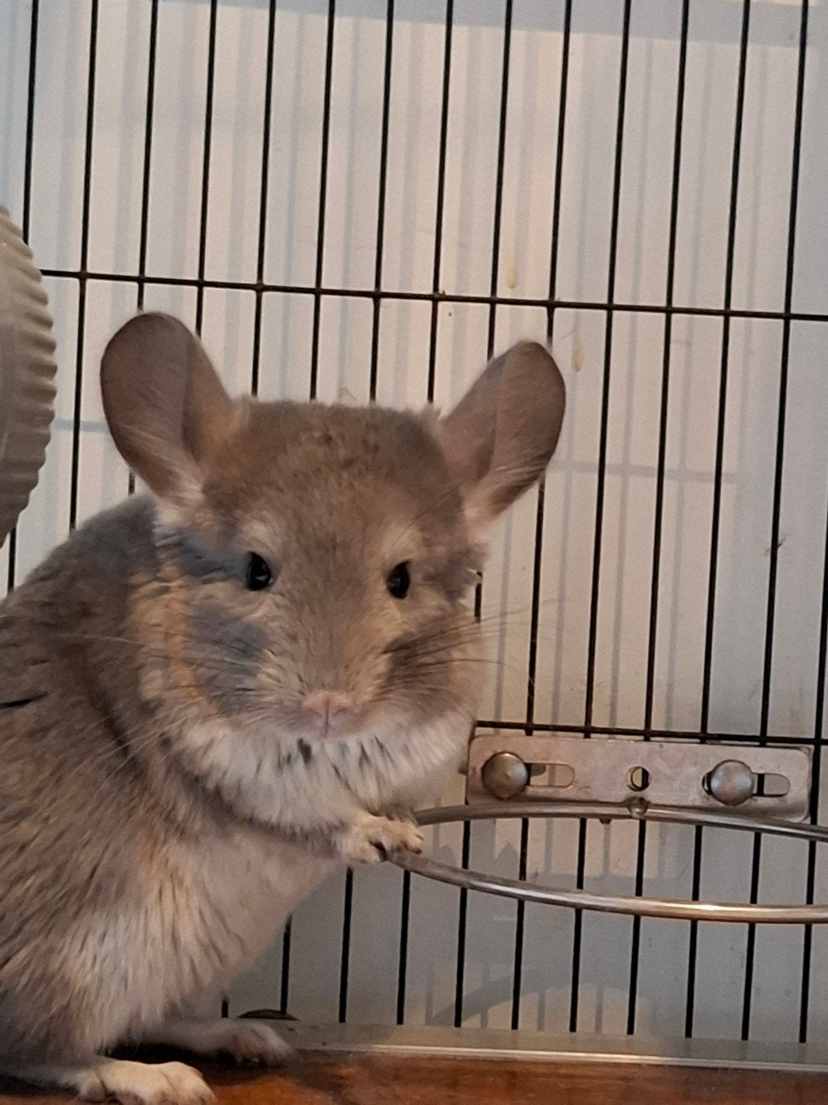 Chinchilla's, Dieren en Toebehoren, Februari, Vrouwelijk, Chinchilla