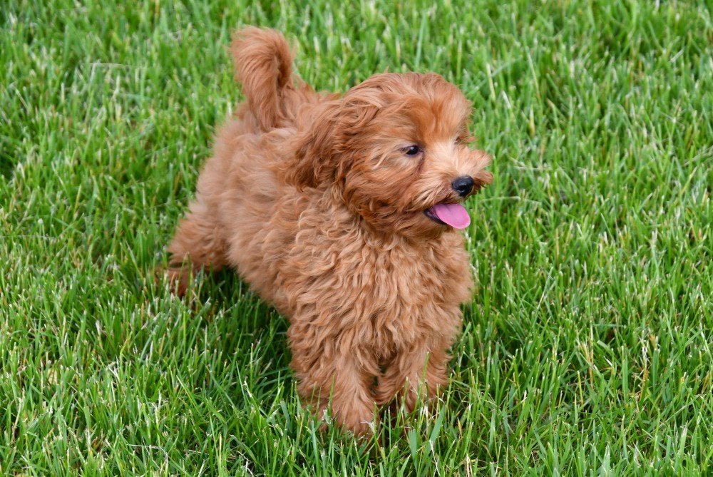 Chiots Maltipoo à vendre, 15 semaines à 1 an, Étranger, Hépatite contagieuse (maladie de Rubarth), Autres races