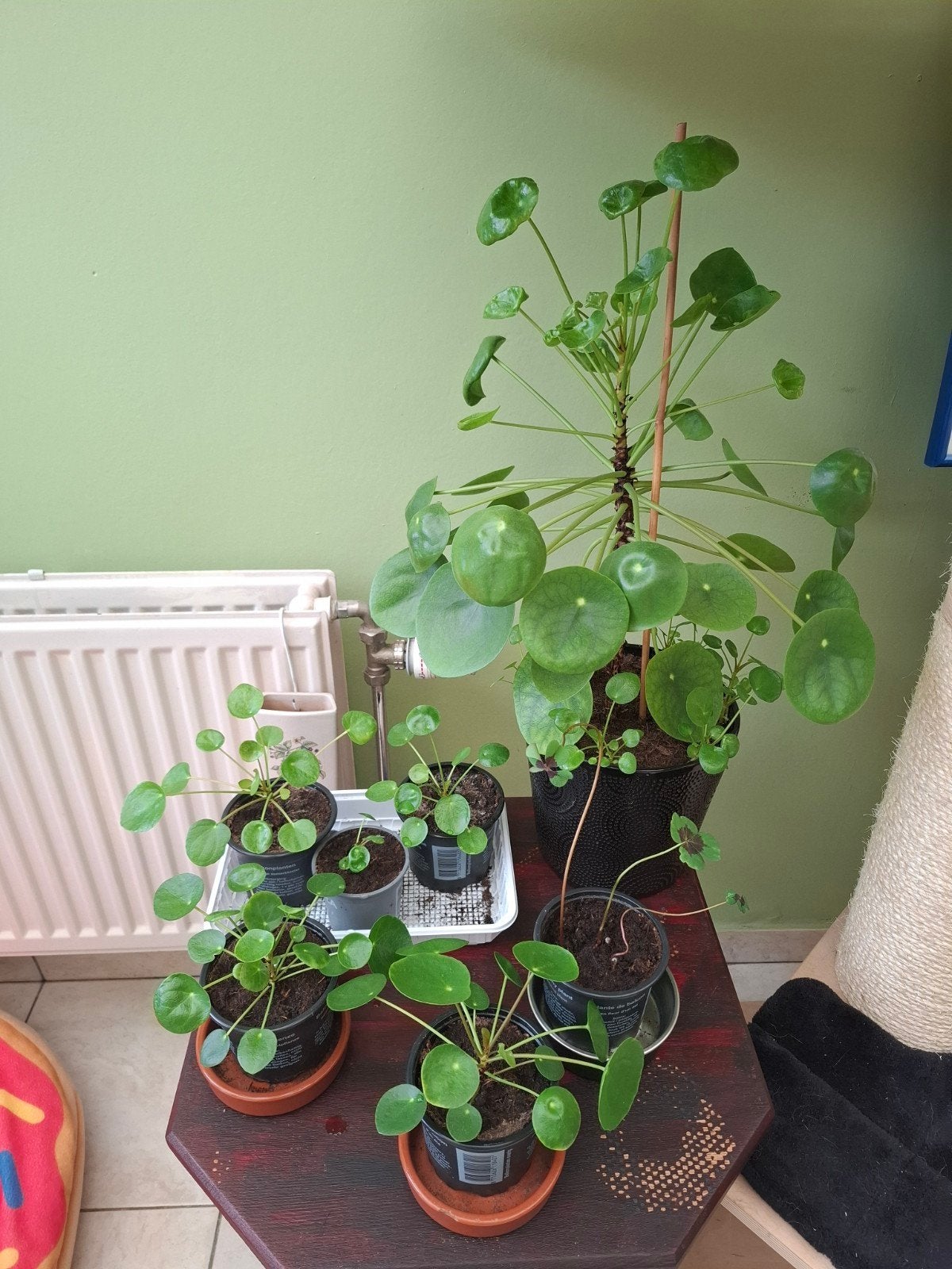 Pannenkoekenplanten/stekken, Huis en Inrichting, Groene kamerplant, Ophalen, Overige soorten, Halfschaduw