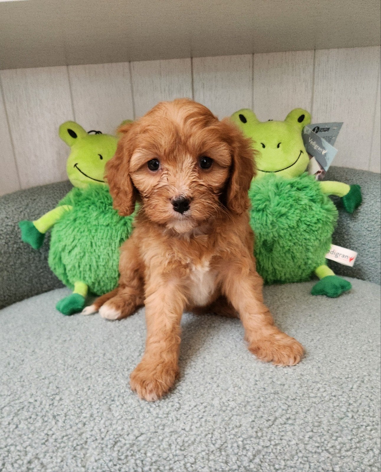 Cavapoo teefje, Petit, Maladie de Carré (chiens), Chienne, Belgique