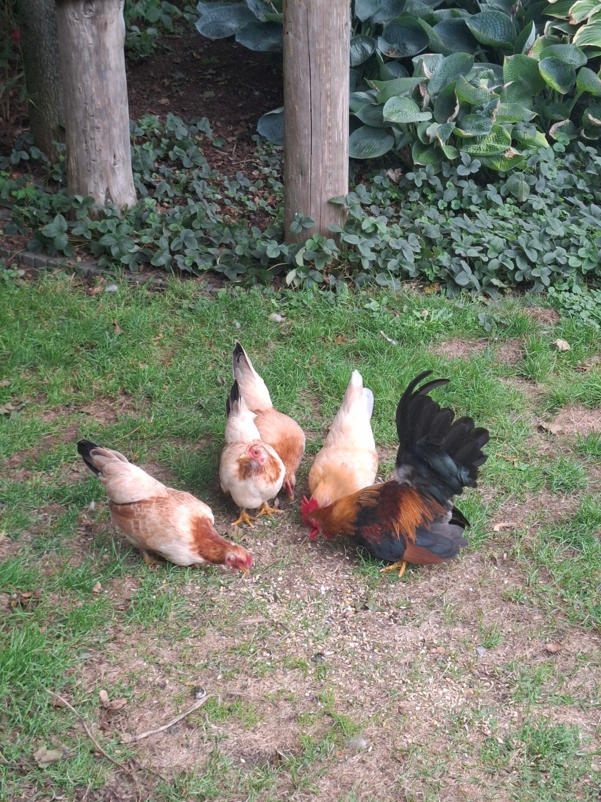 chabo kippen, Dieren en Toebehoren