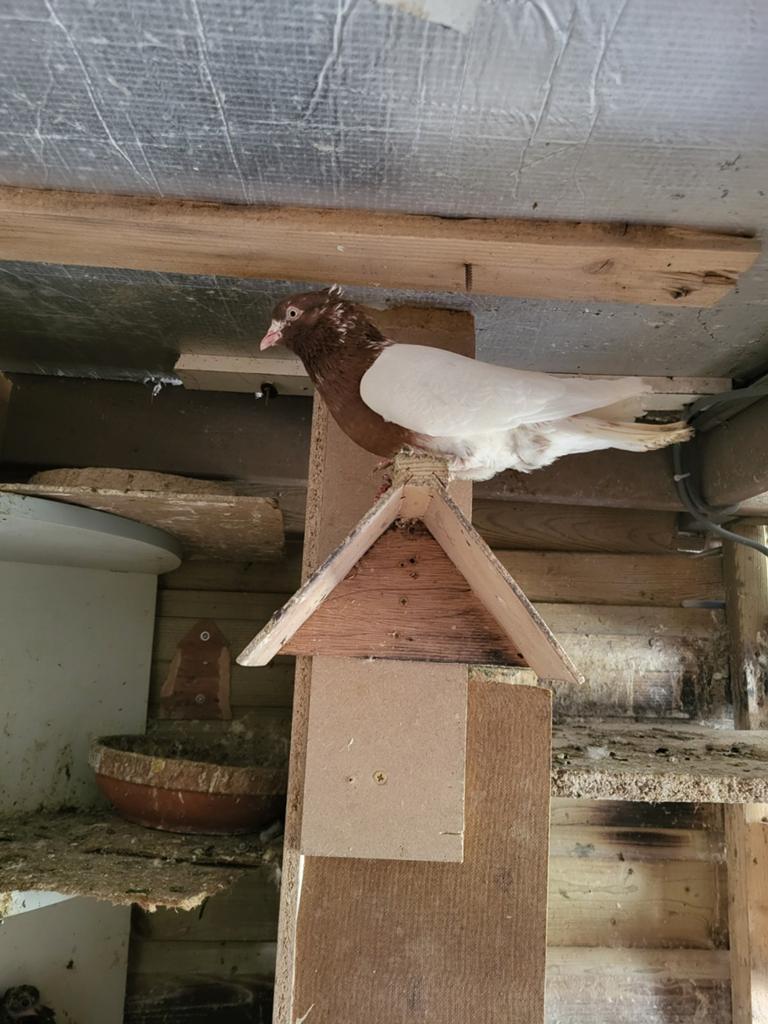 Iranische hoogvlieger duiven, Dieren en Toebehoren