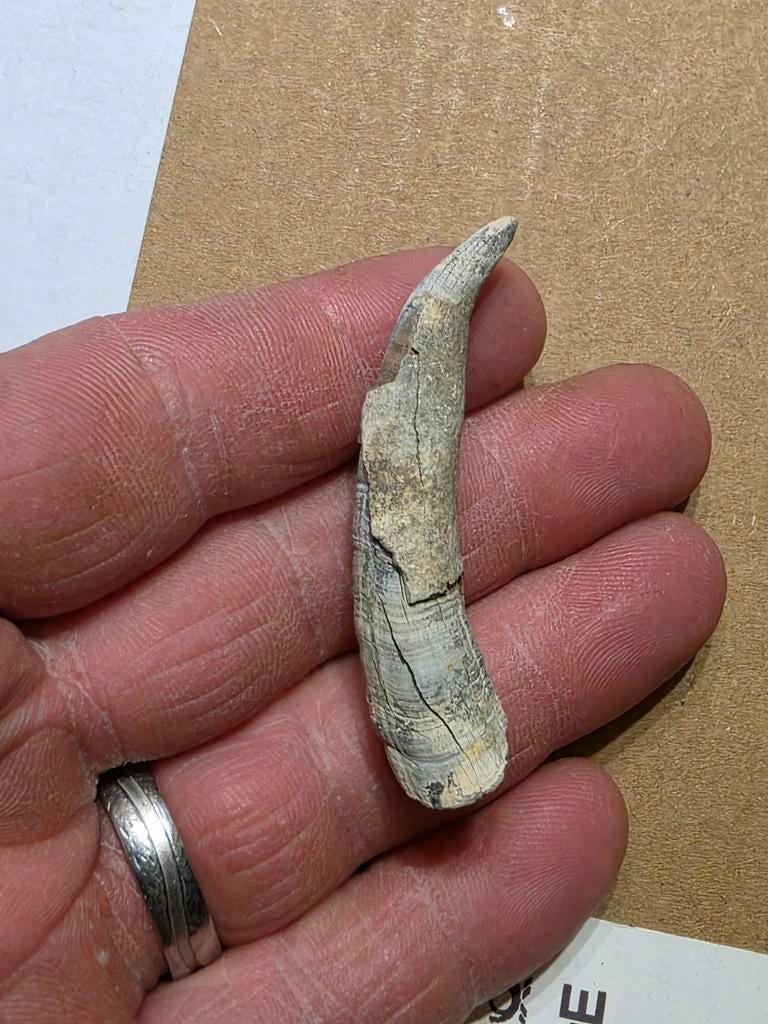 Fossielen potvistand uit Lee Creek aurora mine usa., Verzamelen, Mineralen en Fossielen, Ophalen of Verzenden, Fossiel