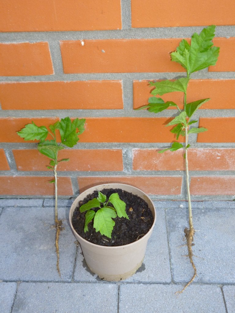 Zaailing hibiscus, Vaste plant, Halfschaduw, Zomer, Ophalen