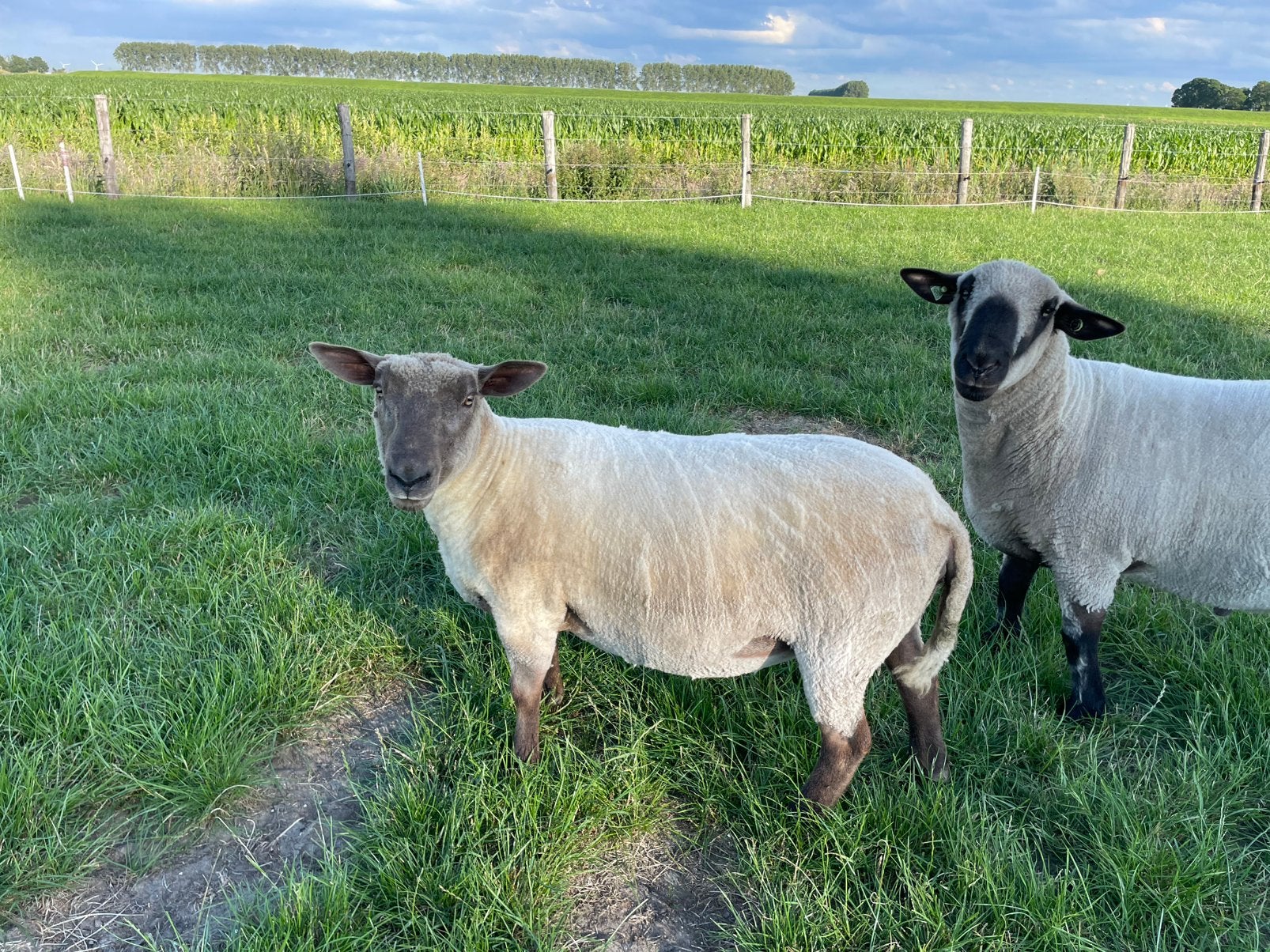 Ooi, Dieren en Toebehoren, Vrouwelijk, 0 tot 2 jaar