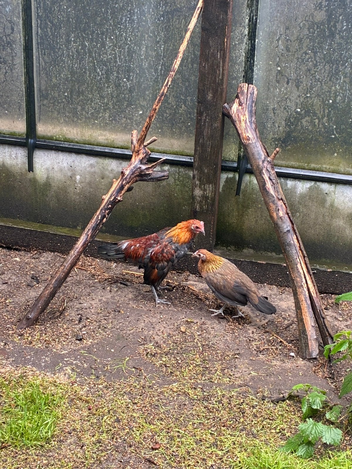 Rode kamhoenders, Dieren en Toebehoren, Pluimvee, Meerdere dieren, Kip