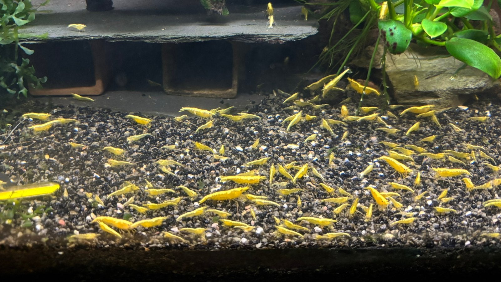 Uitdunnen kweekgroep yellow backline neocardina, Animaux & Accessoires, Homard, Crabe ou Crevette, Poisson d'eau douce, Banc de poissons