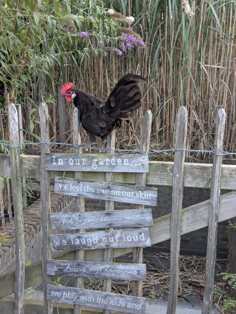 Krielhaantje(s), Dieren en Toebehoren, Pluimvee, Mannelijk, Kip