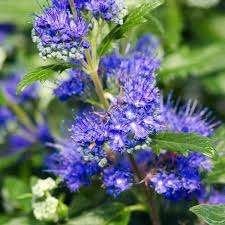Caryopteris Grand Blue, Enlèvement, Mi-ombre