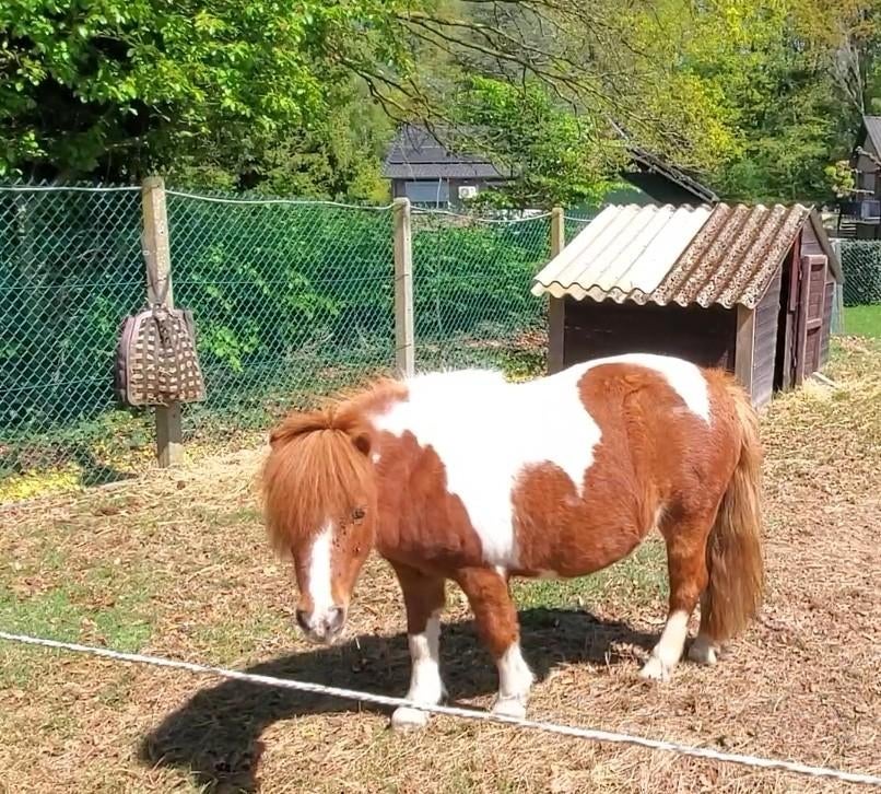 Lieve knuffel kinderpony shetlander., Dieren en Toebehoren, Merrie, Met stamboom, Zadelmak, A pony (tot 1.17m)