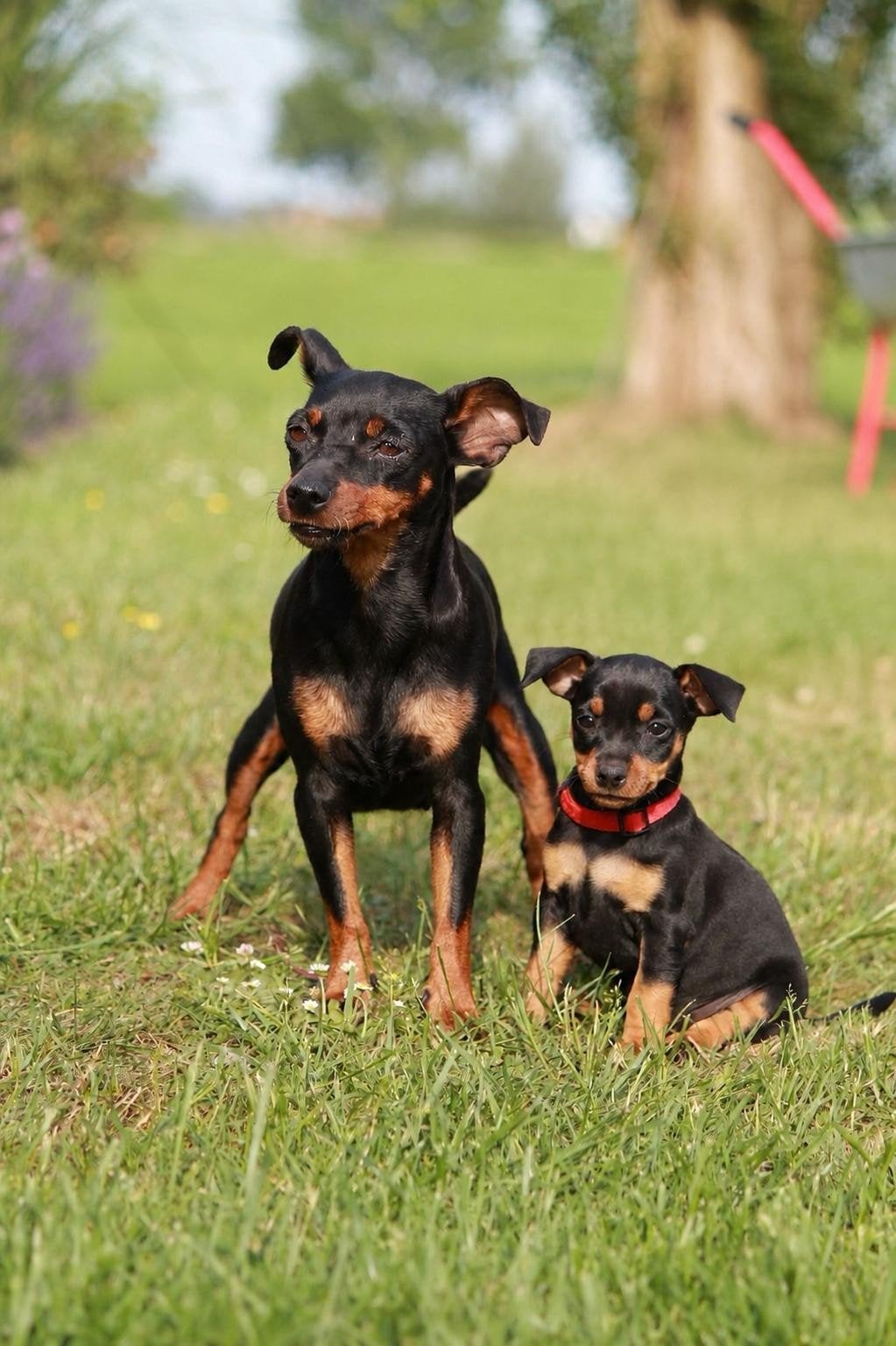 Lieve vrolijke Dwergpincher puppy's aangeboden, Parvo, 8 tot 15 weken, Meerdere, Nederland