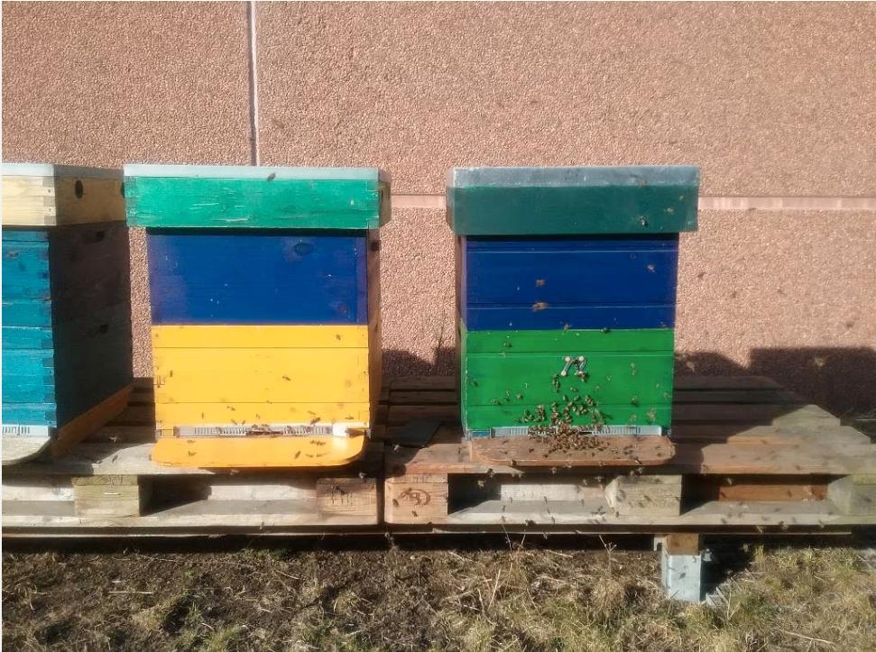 Bijenvolken Carnika F1 op simplexramen, Abeilles