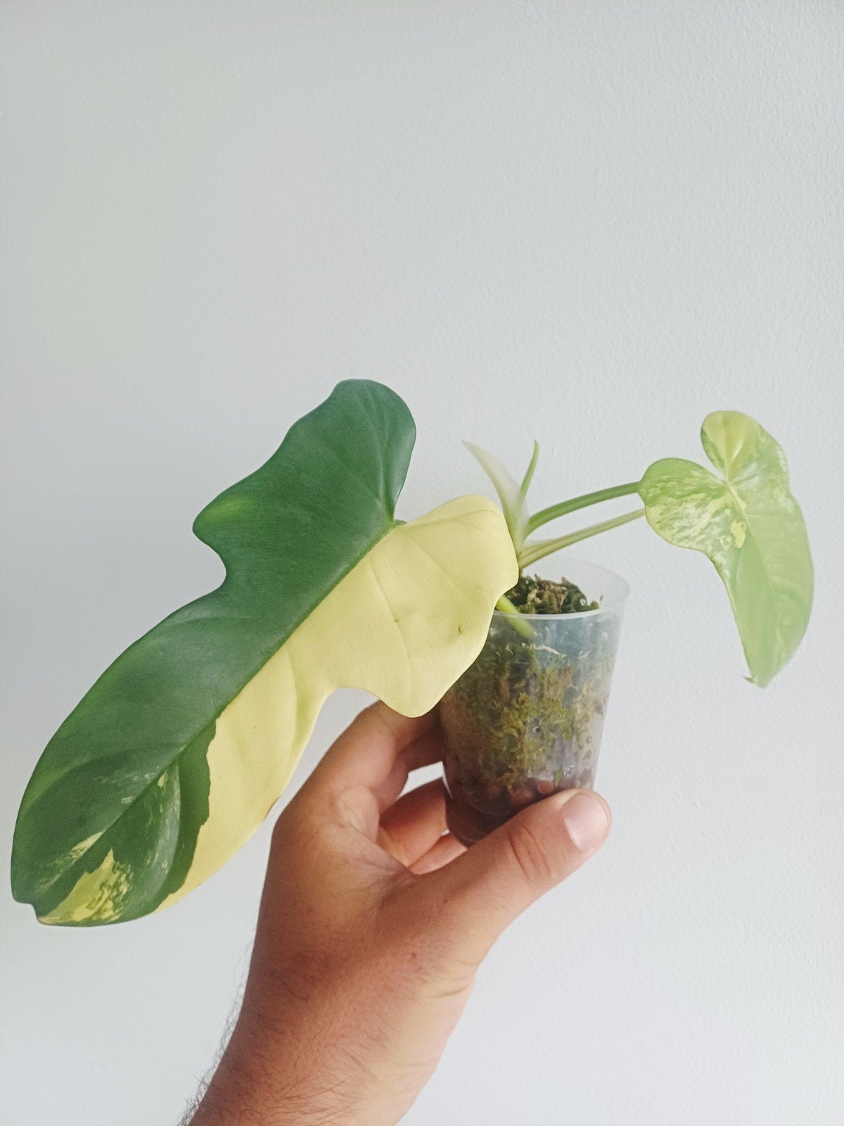 Philodendron Bipennifolium variegata (aureum), Overige soorten, In pot, Minder dan 100 cm, Groene kamerplant