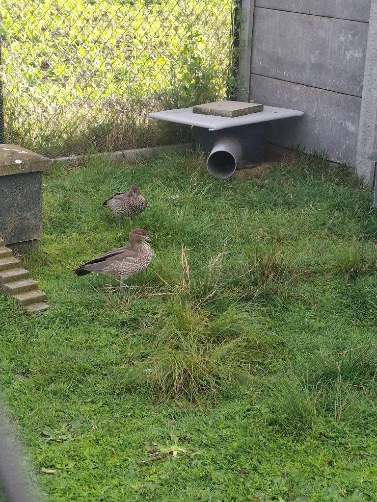 KOPPEL MANEGANZEN, Dieren en Toebehoren, Overige Dieren, April, Meerdere dieren