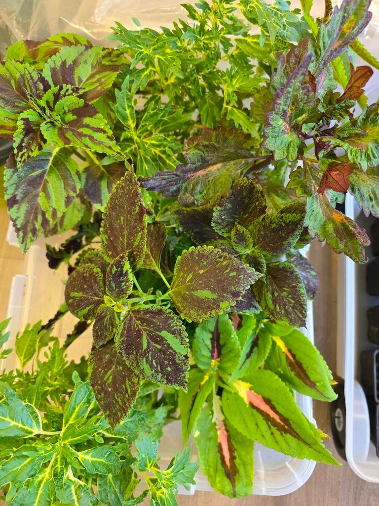 Coleus/Coleus, Enlèvement