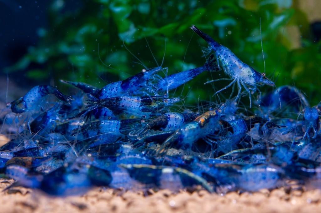 Blauw Rilli Blue Garnaal, Dieren en Toebehoren, Kreeft, Krab of Garnaal, Zoetwatervis