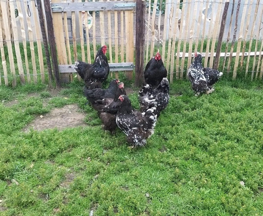 Brahma, Dieren en Toebehoren, Pluimvee, Meerdere dieren, Kip