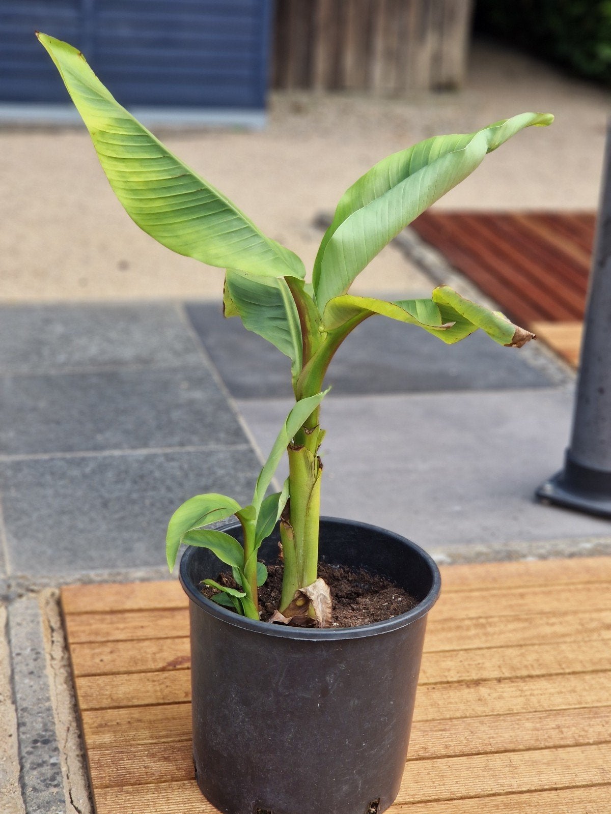 Musa Basjoo 5€, Tuin en Terras, Planten | Tuinplanten, Volle zon, Vaste plant, Bloeit niet, Ophalen