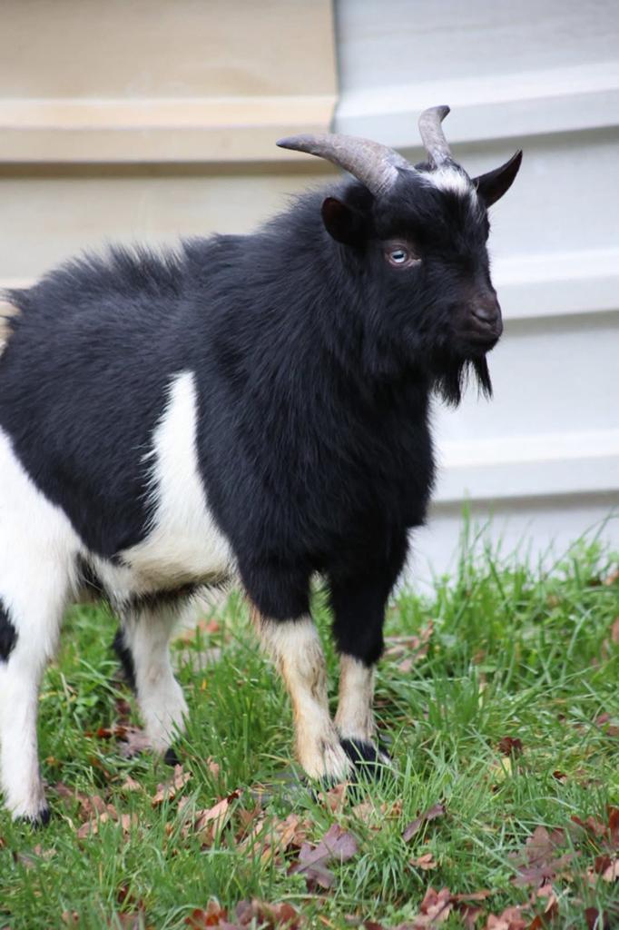 Dwerggeiten blauwe ogen, Dieren en Toebehoren, Schapen, Geiten en Varkens