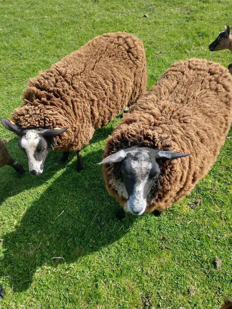Te koop 4 jonge zwaare vrouwelijke schapen bieden vanaf 225€, Dieren en Toebehoren, Schapen, Geiten en Varkens