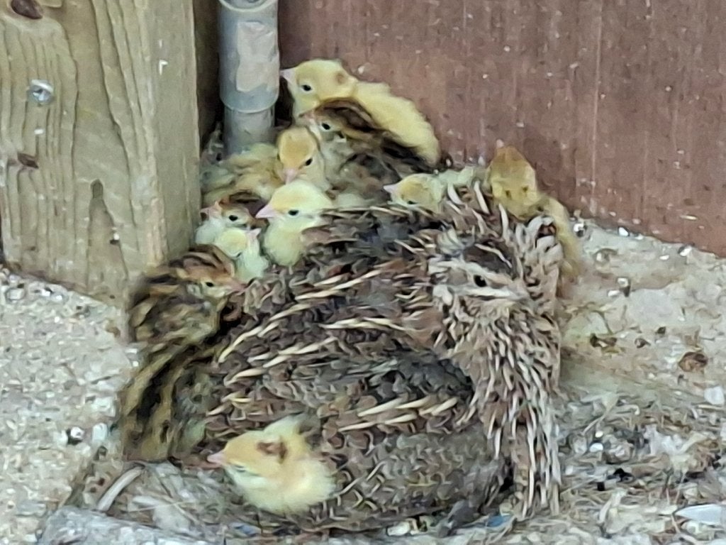 Europese kwartels, Juni, Meerdere dieren