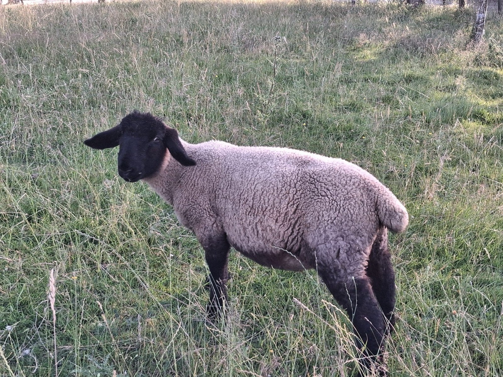 Suffolk ooilam 2026