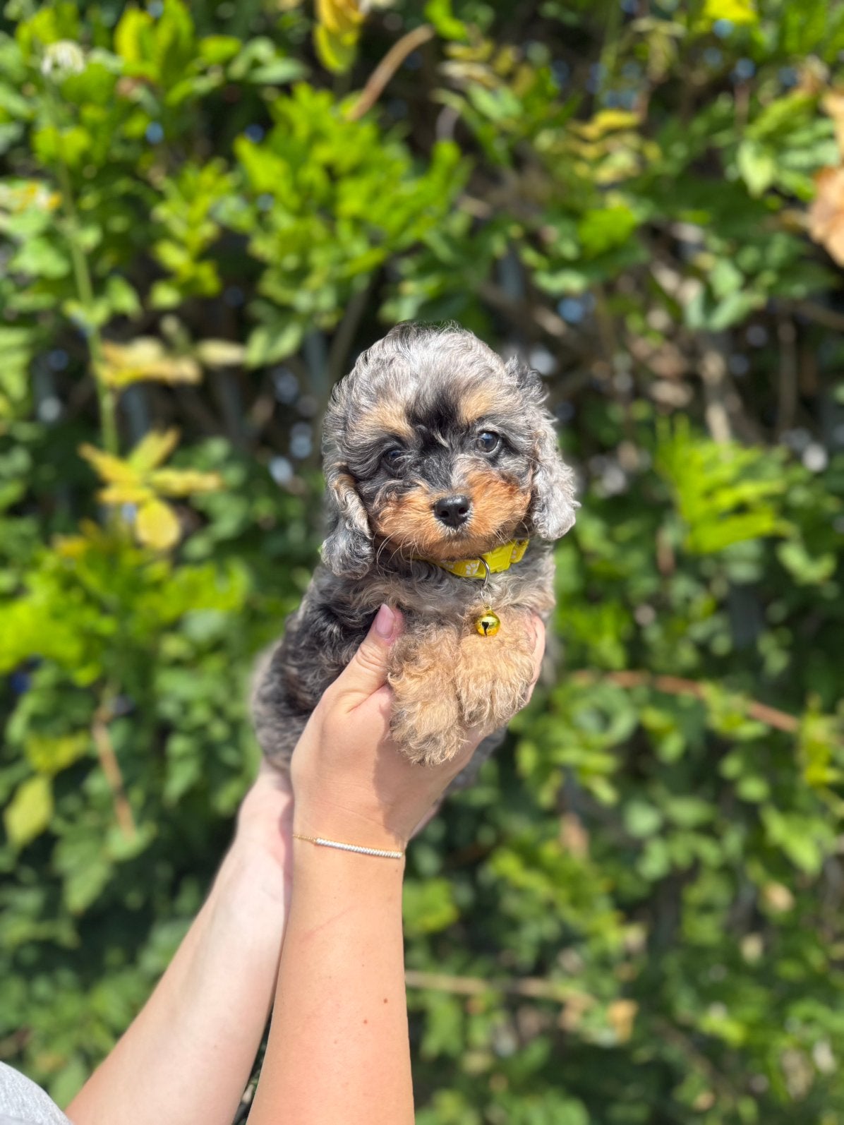 Schattige cavapoo pups, Dieren en Toebehoren, België, Overige rassen, CDV (hondenziekte), 8 tot 15 weken