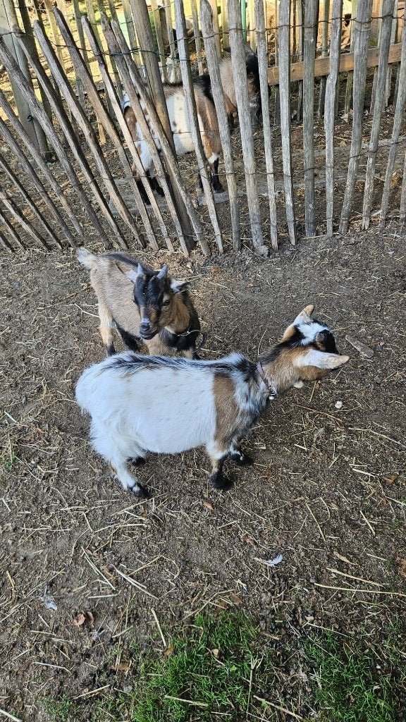 Geitenbokjes, Dieren en Toebehoren, Mei