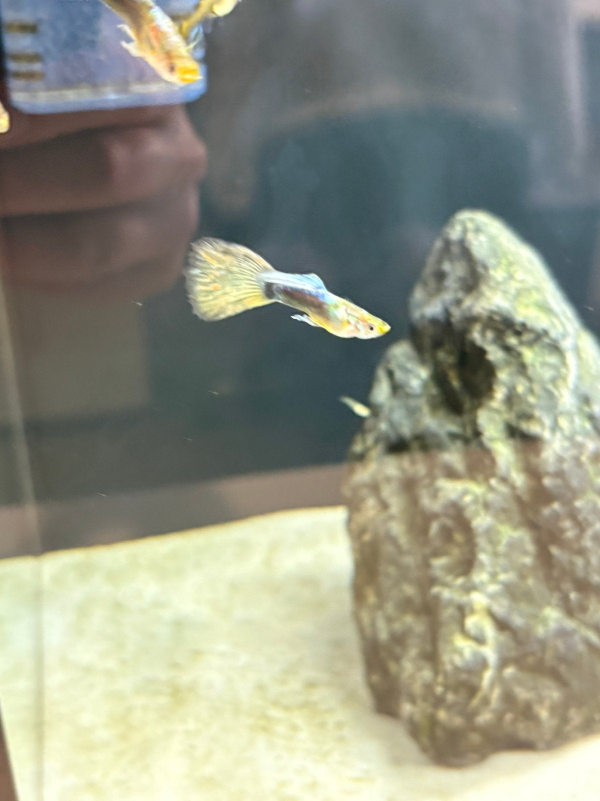 2x guppy man, Dieren en Toebehoren