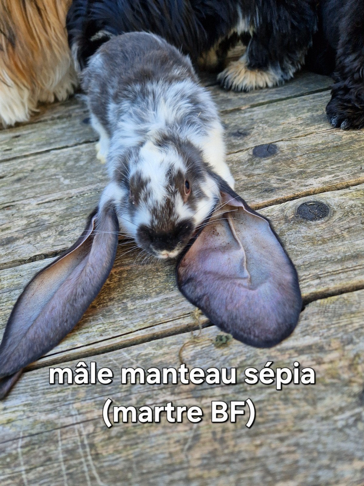 Engels ramkonijn, Dieren en Toebehoren, Konijnen, Mannelijk
