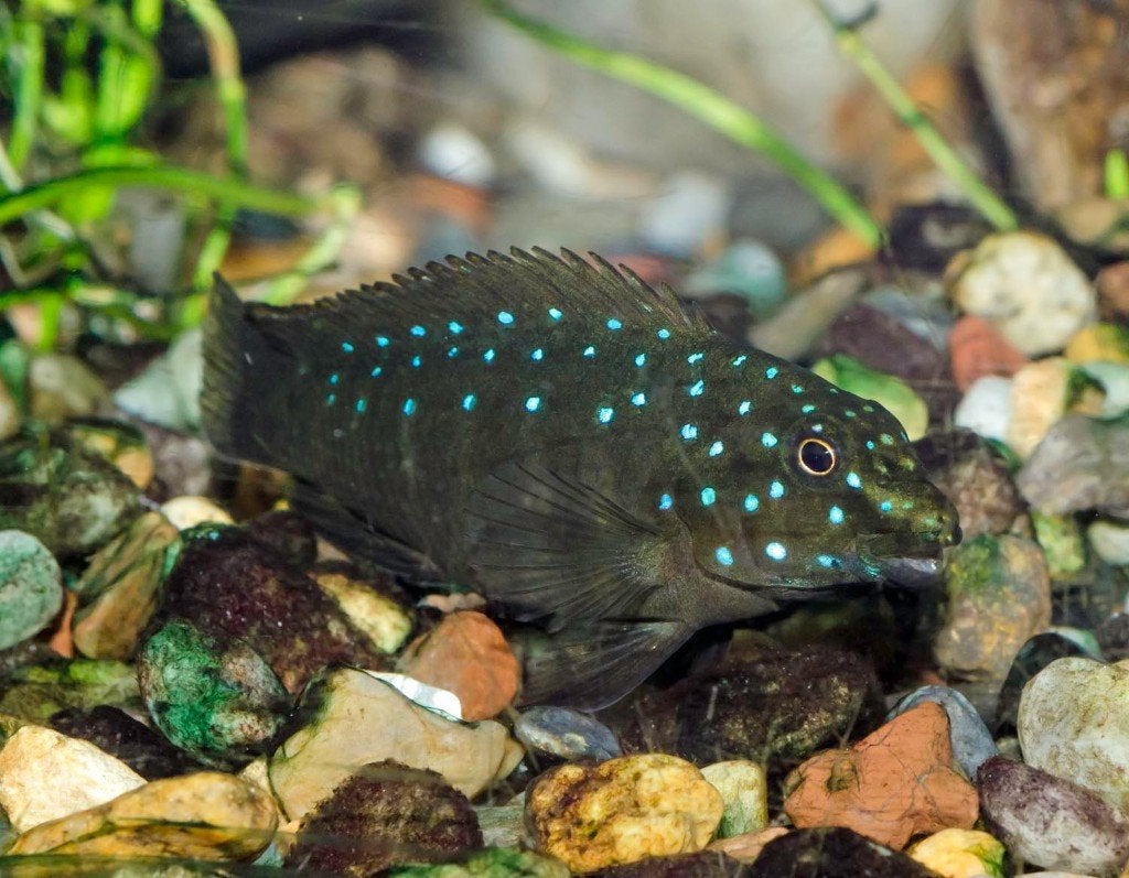 Cichlide Eretmodus cyanosticus, Dieren en Toebehoren, Ophalen, Inclusief vissen