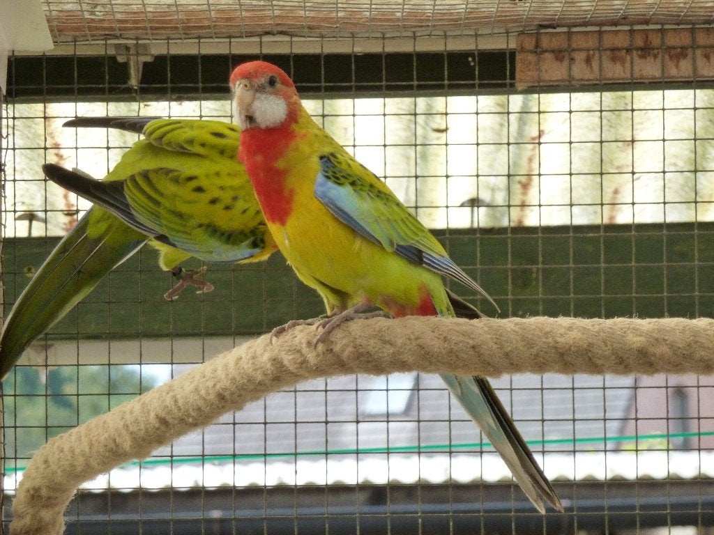 goudmantelrozellas, Plusieurs animaux, Perruche