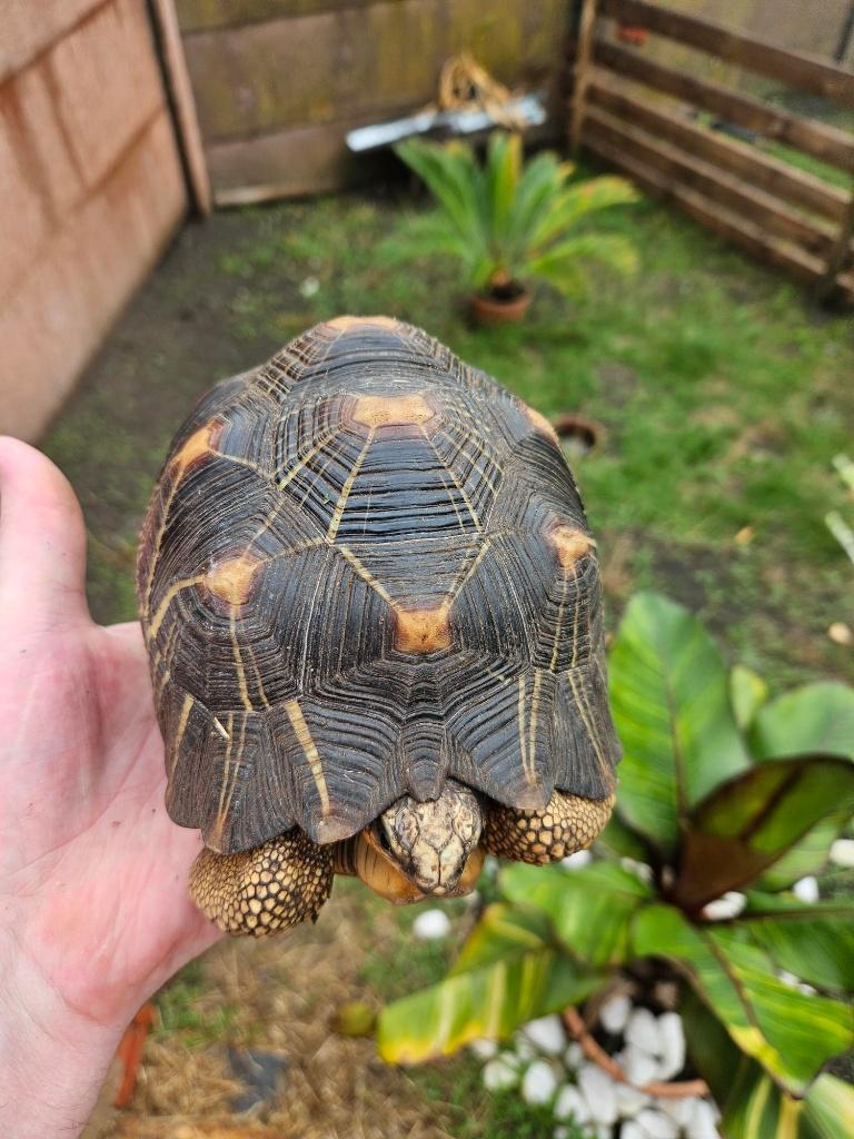 Asrochelys Radiata Tortue rayonnée de Madagascar femelle, Dieren en Toebehoren, Schildpad